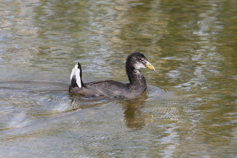 Red-fronted Coot by Mick Dryden