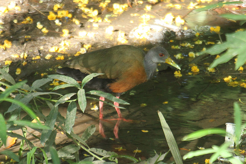Gray-necked Wood-Rail by Mick Dryden