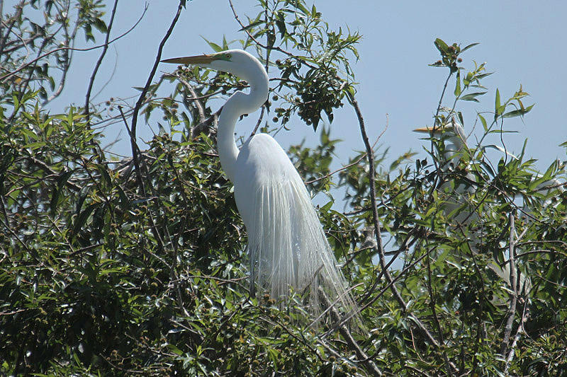 Great Egret by Mick Dryden