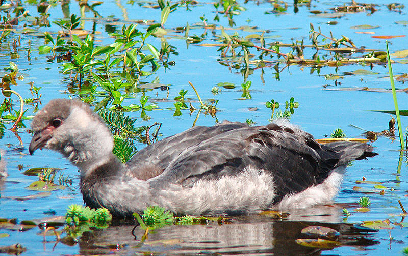 Horned Screamer by Miranda Collett