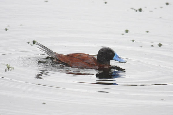 Lake Duck by Mick Dryden
