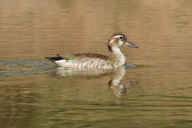 Ringed Teal by Mick Dryden