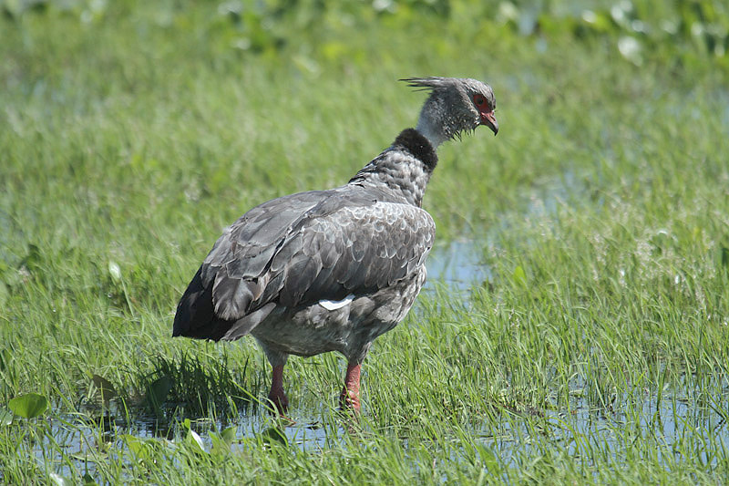 Southern Screamer by Mick Dryden