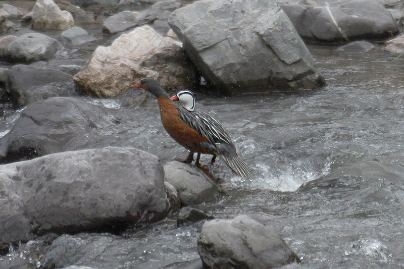 Torrent Duck by Mick Dryden