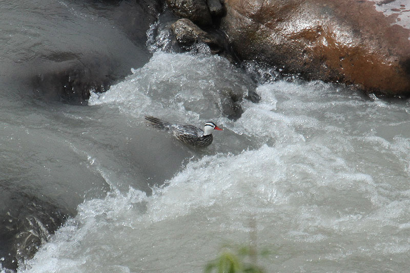 Torrent Duck by Mick Dryden