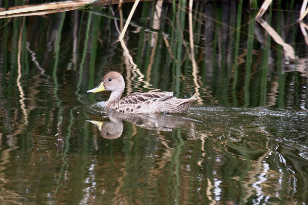 Yellow-billed Pintail by Mick Dryden