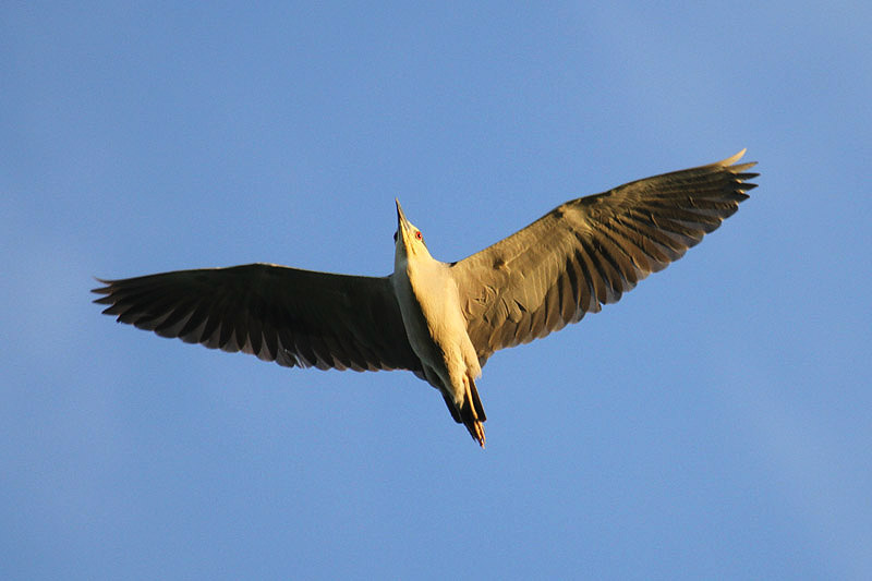 Black-crowned Night Heron by Mick Dryden