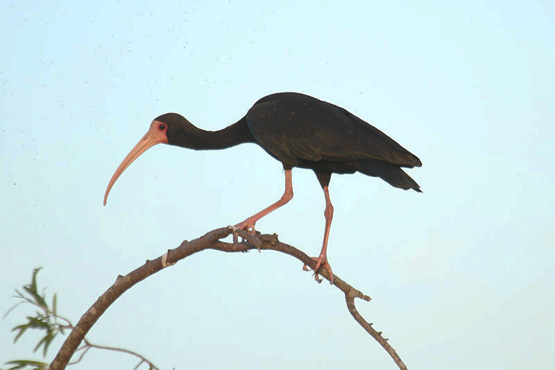 Bare-faced Ibis by Mick Dryden