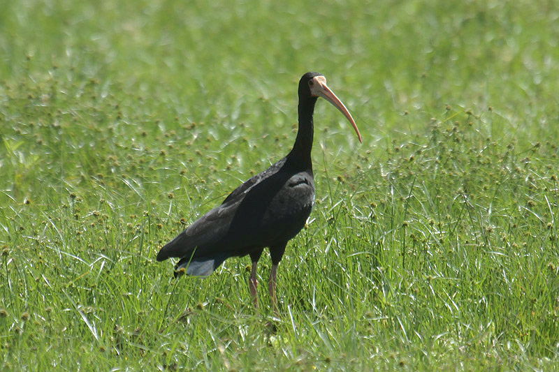 Bare-faced Ibis by Mick Dryden