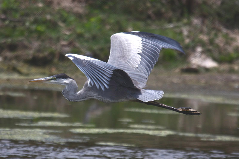 Cocoi Heron by Mick Dryden