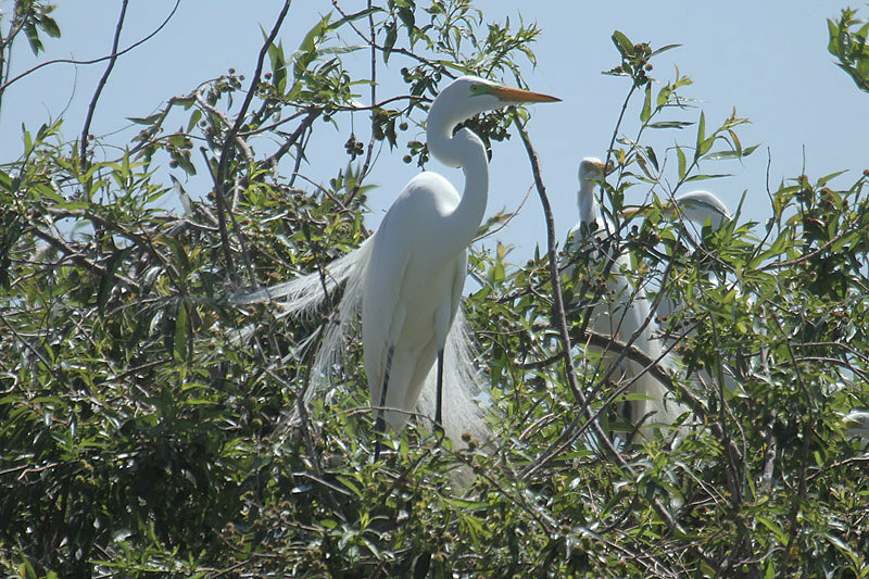 Great Egret by Mick Dryden