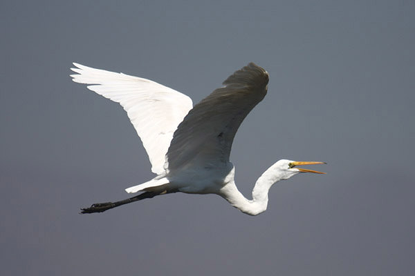 Great Egret by Mick Dryden