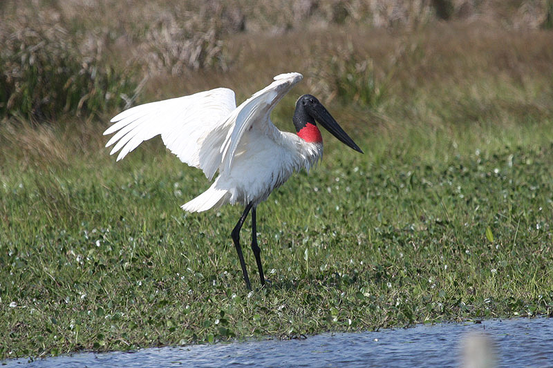 Jabiru by Miranda Collett