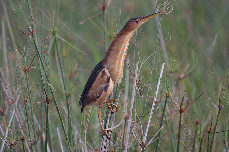 Least Bittern by Miranda Collett