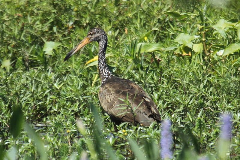 Limpkin by Mick Dryden