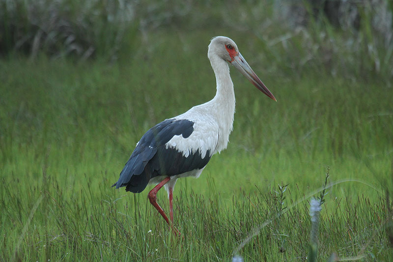 Maguari Stork by Mick Dryden