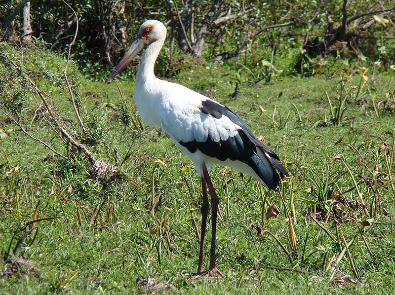 Maguari Stork by Miranda Collett