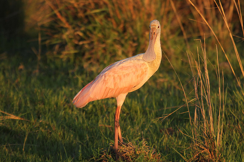 Roseate Spoonbill by Mick Dryden