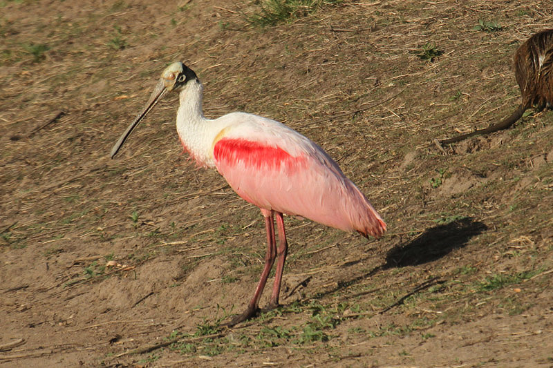 Roseate Spoonbill by Mick Dryden