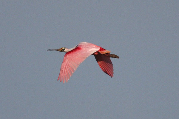 Roseate Spoonbill by Miranda Collett