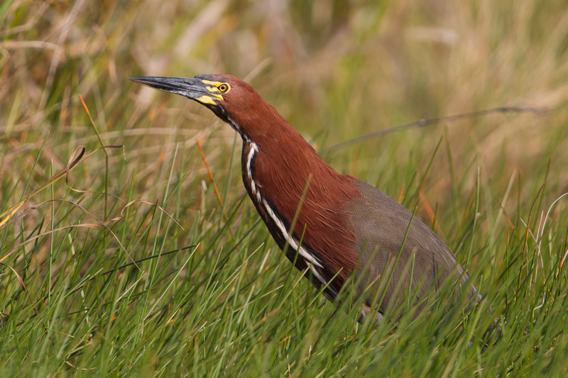 Rufescent Tiger Heron by Miranda Collett