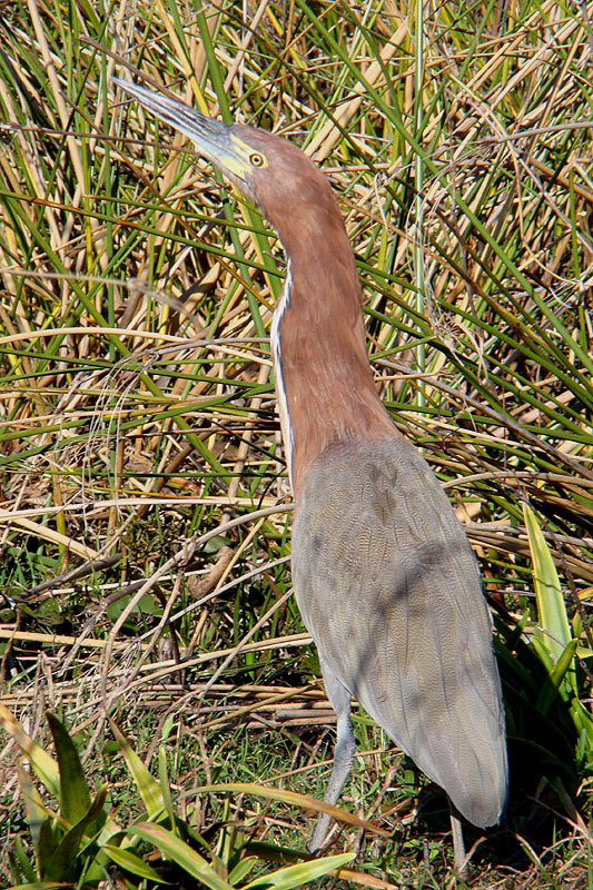 Rufescent Tiger Heron by Miranda Collett