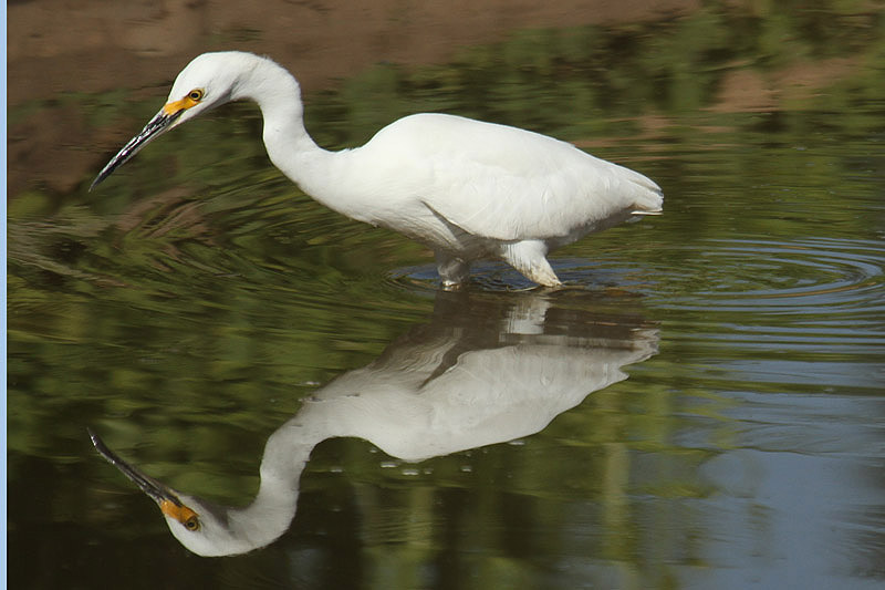 Snowy Egret by Mick Dryden