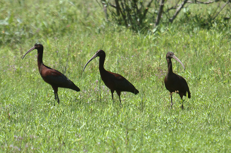White-faced Ibis by Mick Dryden