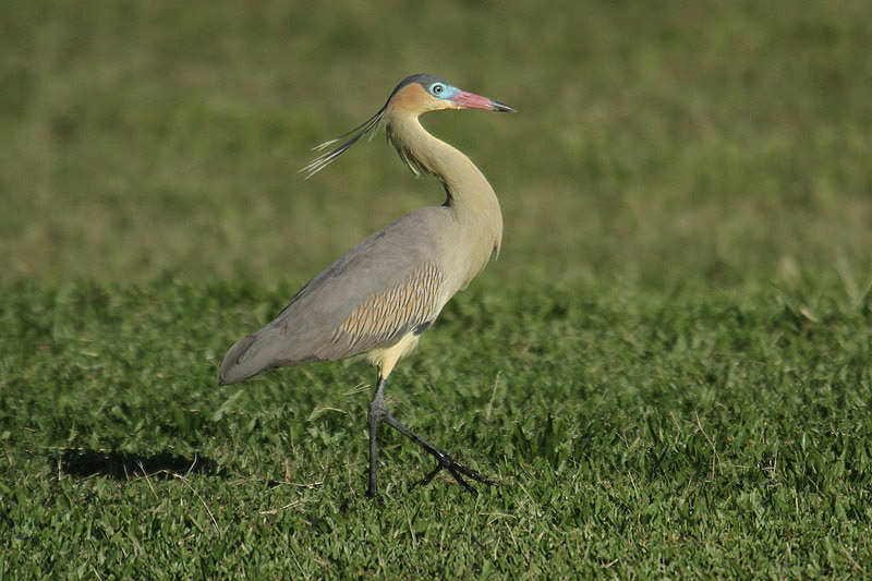 Whistling Heron by Mick Dryden