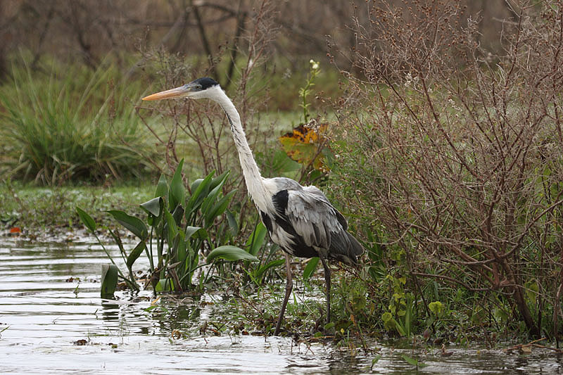 White-necked Heron by Miranda Collett
