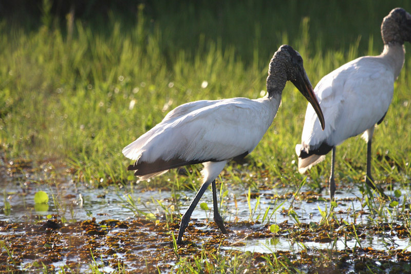 American Wood Stork by Miranda Collett