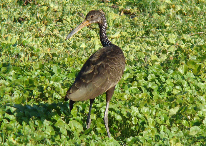 Limpkin by Miranda Collett