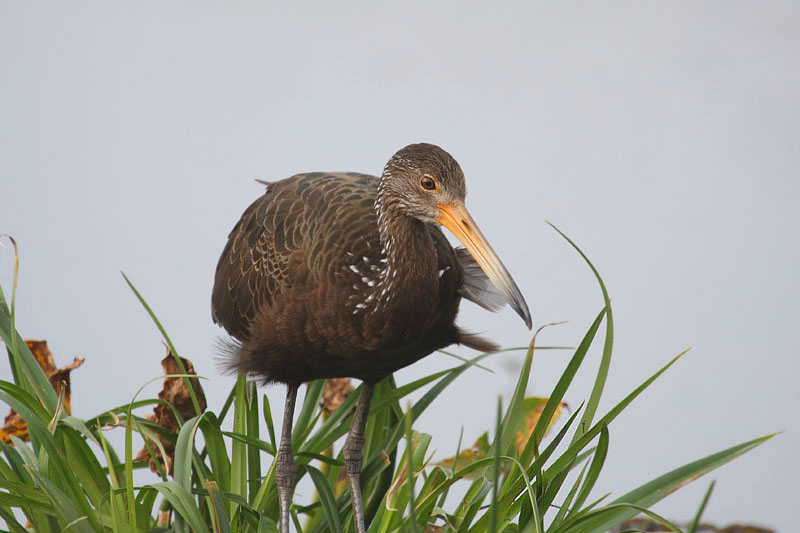 Limpkin by Miranda Collett