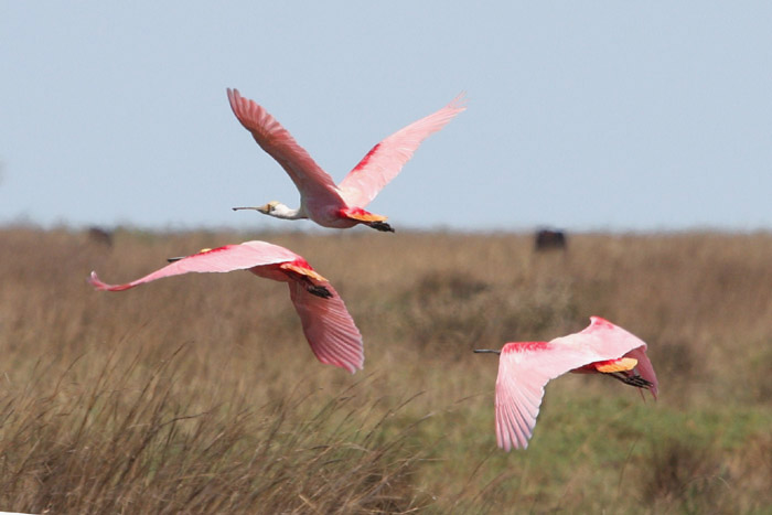 Roseate Spoonbill by Miranda Collett