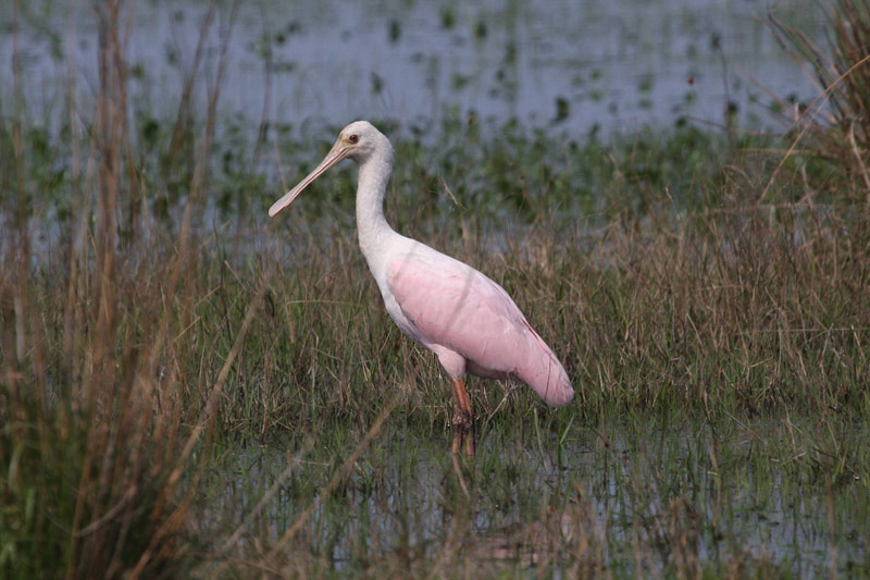 Roseate Spoonbill by Miranda Collett