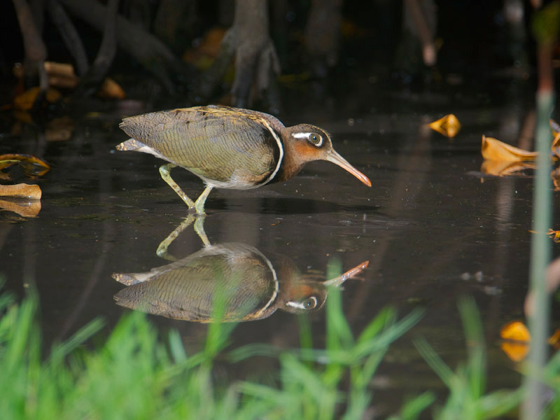 Greater Painted Snipe by Paul Marshall