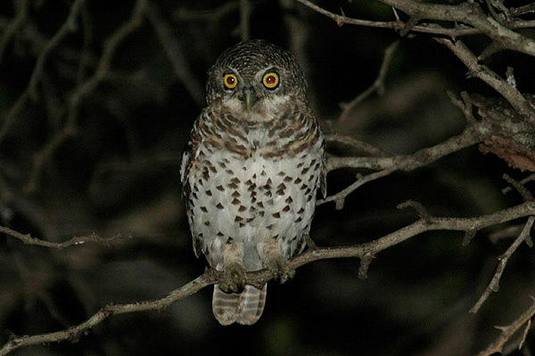 African Barred Owl by Mick Dryden