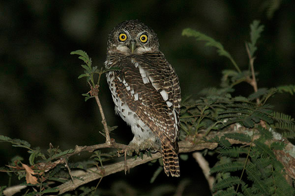 African Barred Owl by Mick Dryden