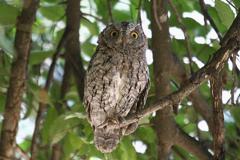 African Scops Owl by Mick Dryden