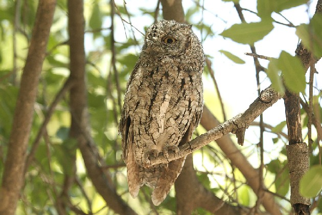 African Scops Owl by Mick Dryden