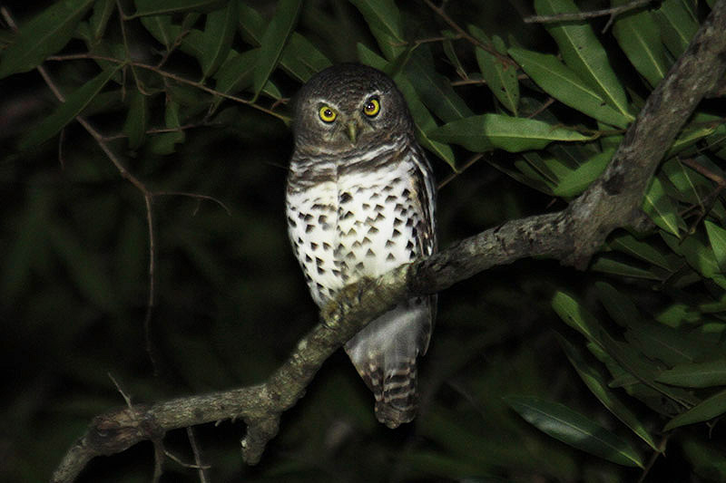 African Barred Owl by Mick Dryden