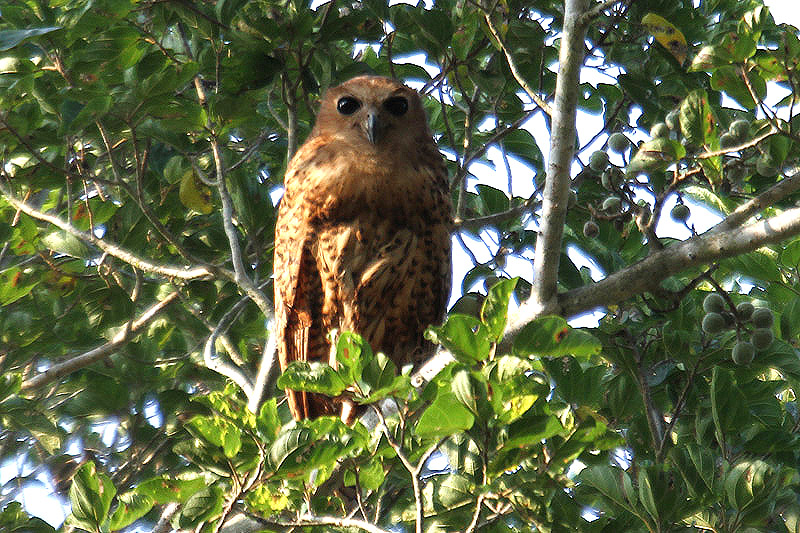 Pel's Fishing Owl by Mick Dryden