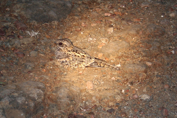 Mozambique Nightjar by Mick Dryden