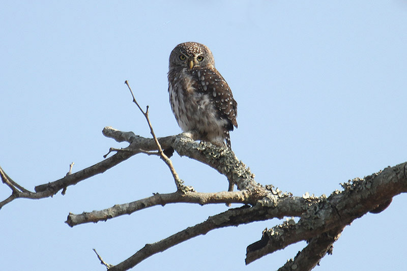 Pearl-spotted Owlet by Mick Dryden