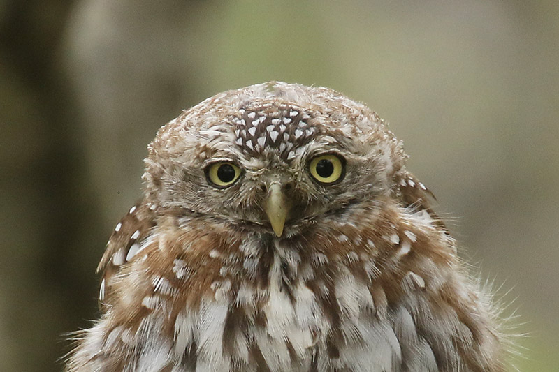 Pearl spotted Owlet by Mick Dryden