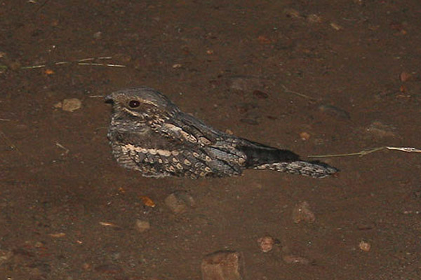 Rufous-cheeked Nightjar by Mick Dryden