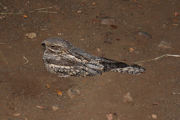 Rufous-cheeked Nightjar by Mick Dryden