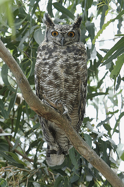 Spotted Eagle Owl by Mick Dryden