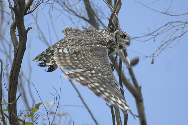 Spotted Eagle Owl by Mick Dryden