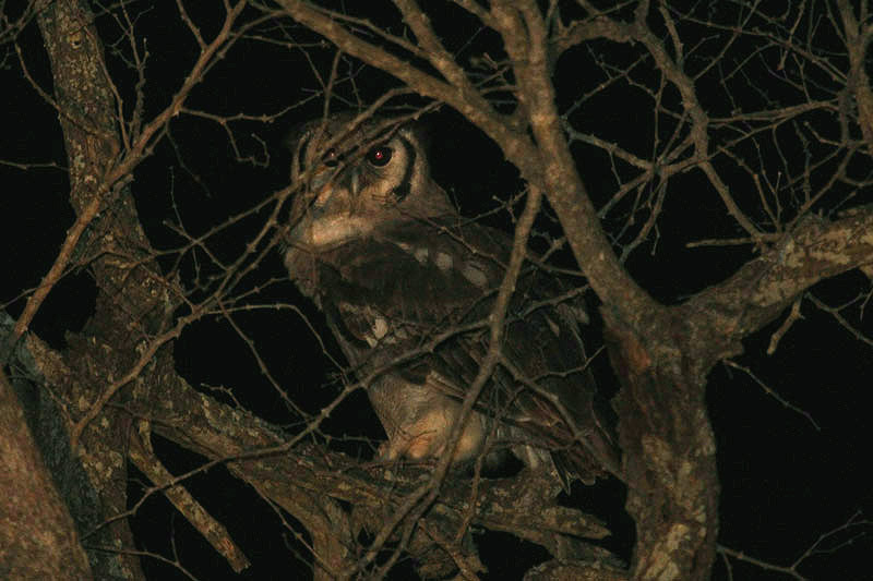 Verreaux's Eagle Owl by Mick Dryden